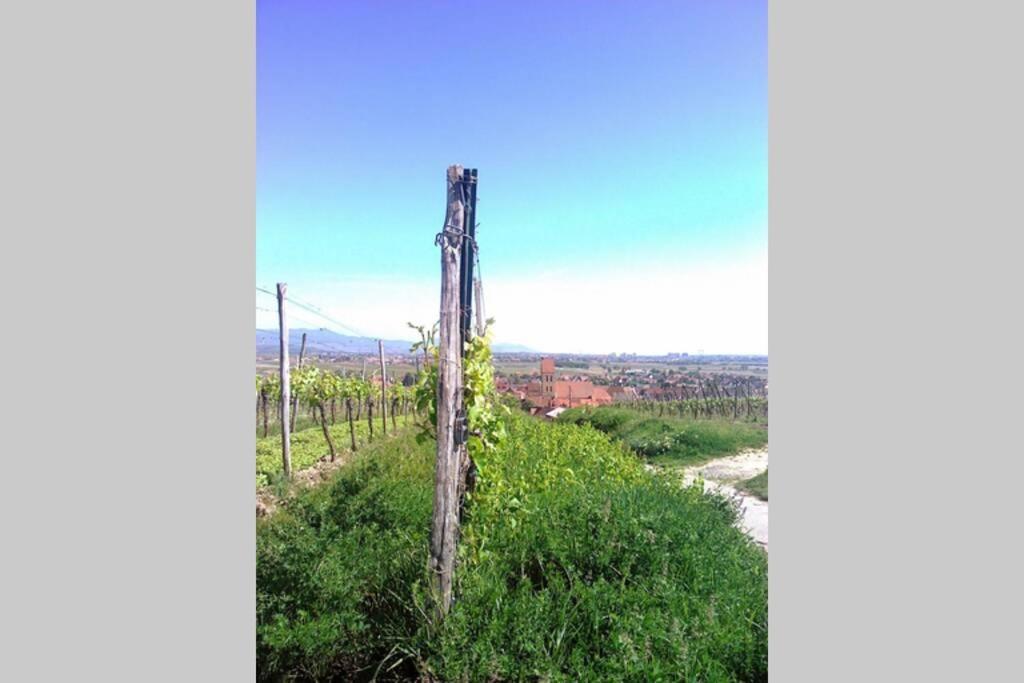 Gite à Eguisheim proche de Colmar et Kaysergberg. Exterior foto